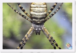 Banded Argiope * Argiope trifasciata * (6 Slides)